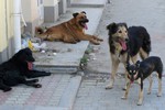 В Твери бродячая собака набросилась на 8-летнюю девочку
