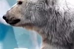 В Твери начинаются показы цирка на льду "Айсберг"