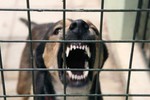 Два новых случая бешенства зарегистрировано в Тверской области