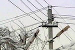 В Тверской области упавшие деревья обесточили более 100 деревень