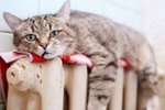 В Твери 110 домов отключены от теплоснабжения