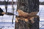 Незаконные рубки леса в Тверской области сократились на 22%